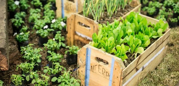 Receita de: Horta Caseira